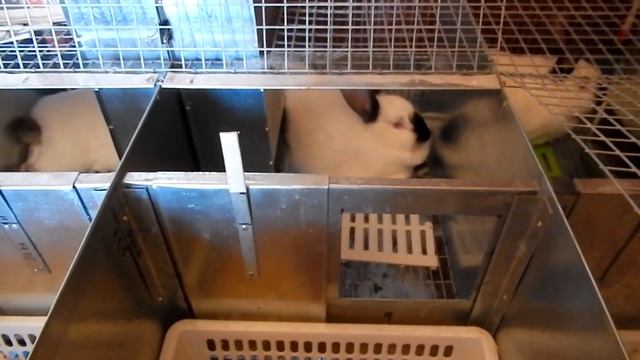 Первокролки плохие и  хорошие!