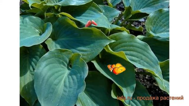 Хоста гибридная Мунлайт Соната (moonlight sonata) ? обзор: как сажать, луковицы хосты Мунлайт Сонат смотреть онлайн