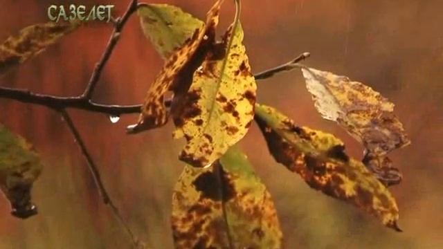 Видеозарисовка. Сазелет смотреть онлайн