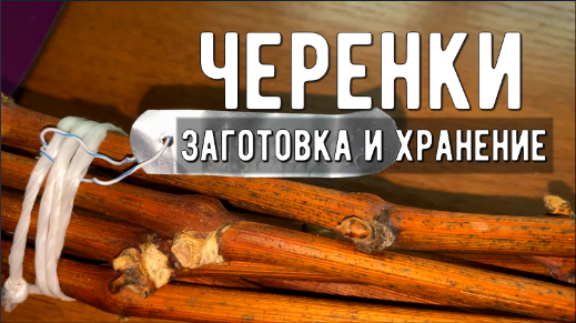 Заготовка и хранение виноградной лозы / Черенки винограда смотреть онлайн