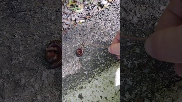 многоножка или червяга. (хотя это не червяга, нет...) смотреть онлайн