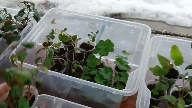 Мои бегонии 22.02.22.Какой черенок самый лучший на мой взгляд. смотреть онлайн