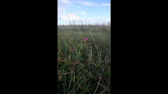 Гвоздика луговая смотреть онлайн