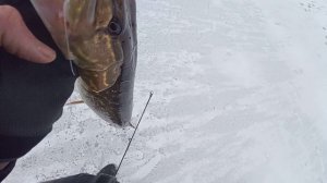 Ловля щуки на вибы зимой! Трофей этого года!