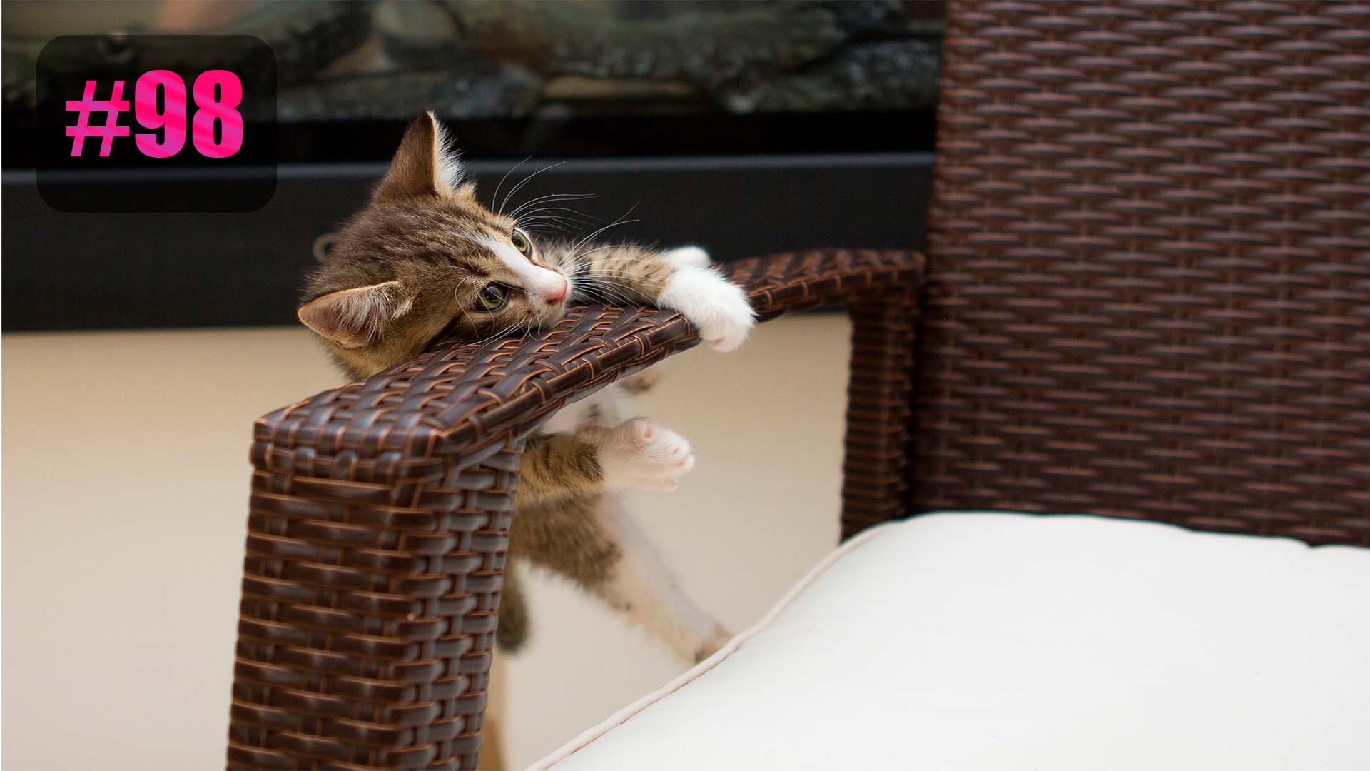 ?? | Best cat compilation приколы лучшие до слез ?? 2022 Funny cute cats compilation #98 смотреть онлайн