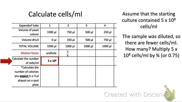 Yeast calculations prelab help смотреть онлайн