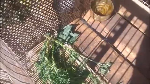 РАССАДКА КРОЛЬЧАТ смотреть онлайн