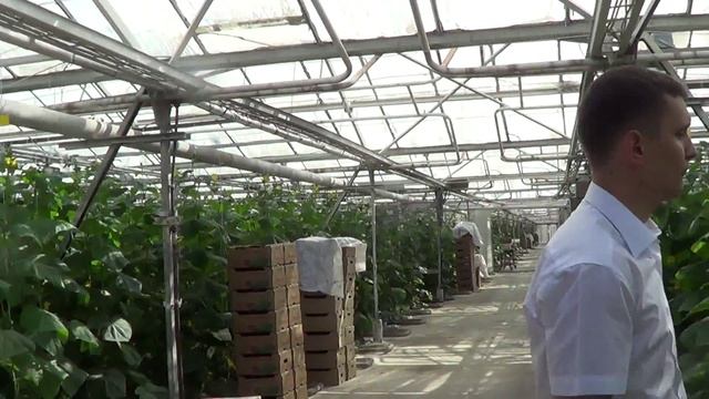 Борьба с вредителями в теплицах Паутинный клещ Защита от паутинного клеща смотреть онлайн