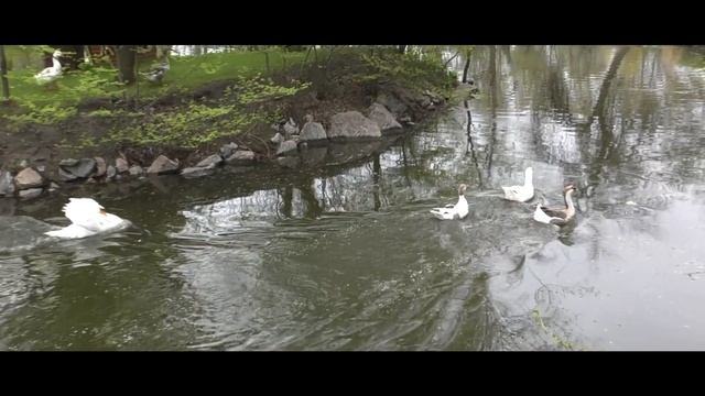 Морской бой в пруду Лебедь против гусей смотреть онлайн