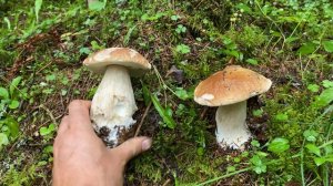 Покер из еловых белых грибов вокруг дерева