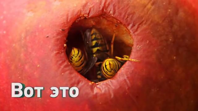 ТРИПОФОБИЯ