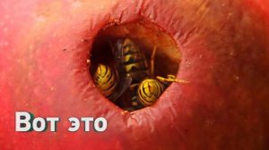 ТРИПОФОБИЯ