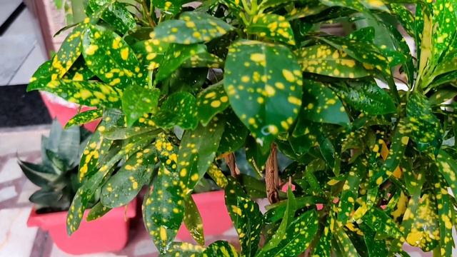 All about croton plant/ care of croton plant why croton plant leaves fall croton organic fertilizer смотреть онлайн