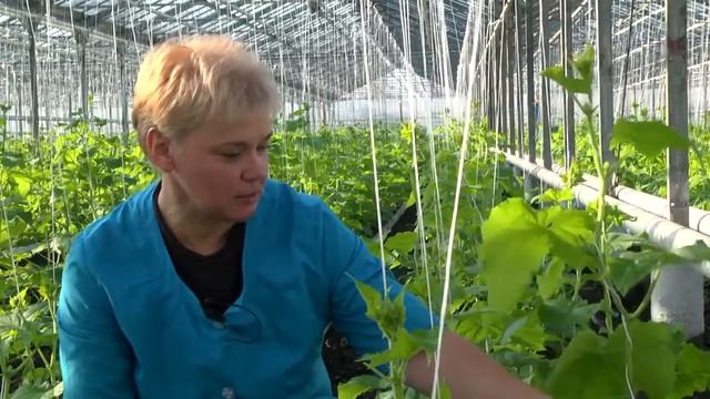 Тепличное хозяйство ТМ «ТЕРРА» смотреть онлайн