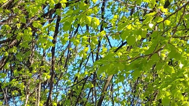 20 июля праздник. Авдотья-сеногнойка, Фома и Ефросинья. Что нельзя делать. Народные традиции смотреть онлайн