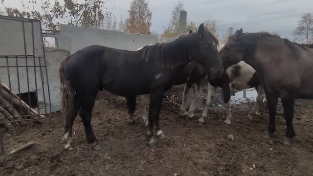 Табун в загоне. смотреть онлайн