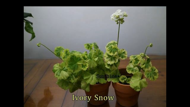 2022 2월제라늄 Pelargoniums In Feb.(photos) (short Ver.)