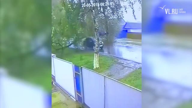 VL.ru - В Приморье машина успела проехать перед упавшим деревом смотреть онлайн