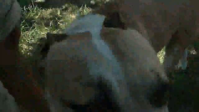 4 хвоста смотреть онлайн