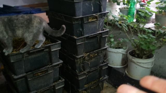 Проверяю червей после переселения на солому. смотреть онлайн