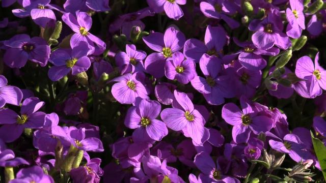Maria's Spring Flowers смотреть онлайн