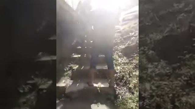 Эти пчёлы похожи на мух смотреть онлайн