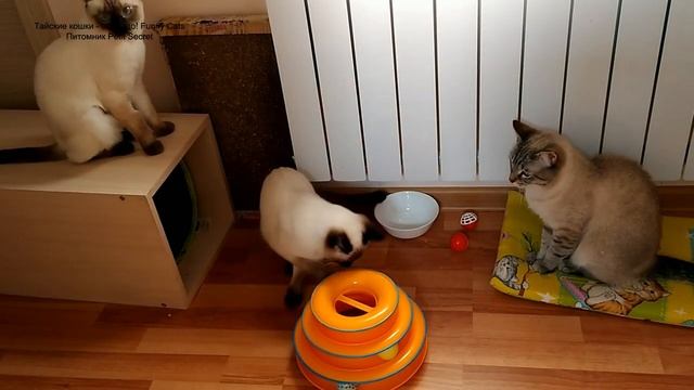 Как тайские котики играли шариками в башне треков! Тайские кошки - это чудо! Funny Cats смотреть онлайн