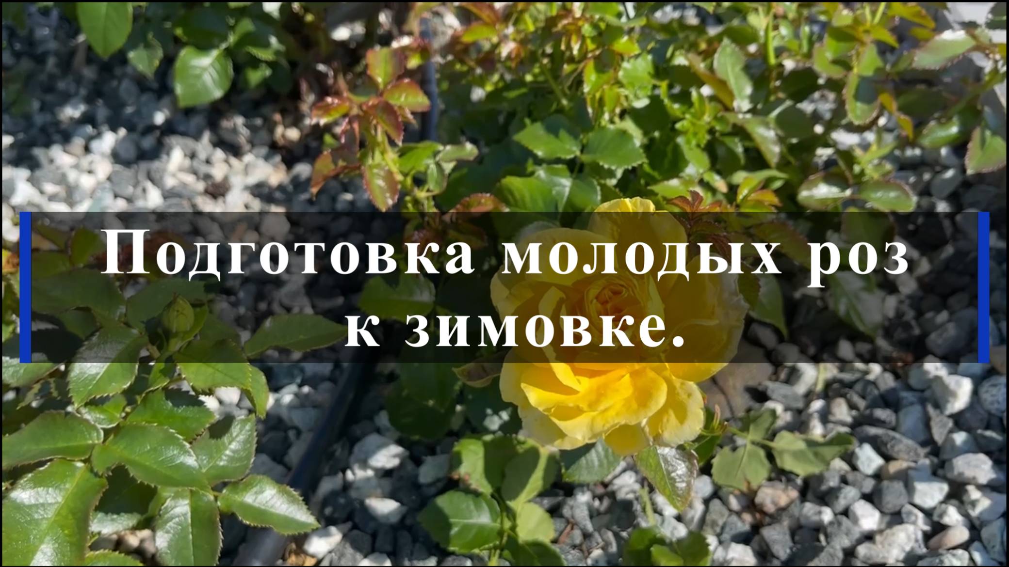 Подготовка молодых роз к зимовке. смотреть онлайн
