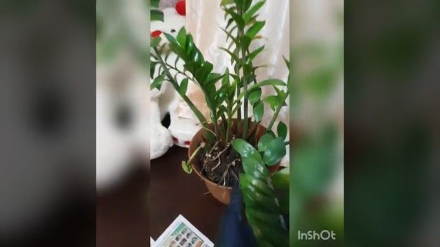 Как правильно пересадить замиокулькас смотреть онлайн
