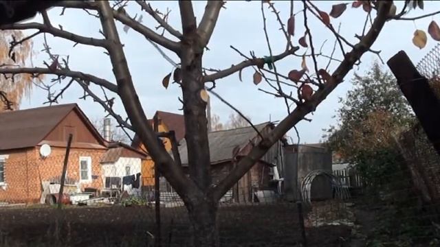 Ревизия и обрезка плодовых деревьев и кустарников смотреть онлайн