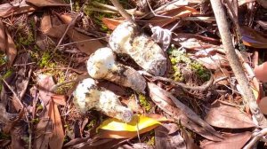 МАЦУТАКЕ - САМЫЙ ДОРОГОЙ И ВКУСНЫЙ ГРИБ !!! СЕЗОН ГРИБОВ В США. РЕЦЕПТ: ВКУСНЫЙ ТЁПЛЫЙ БУТЕРБРОД.