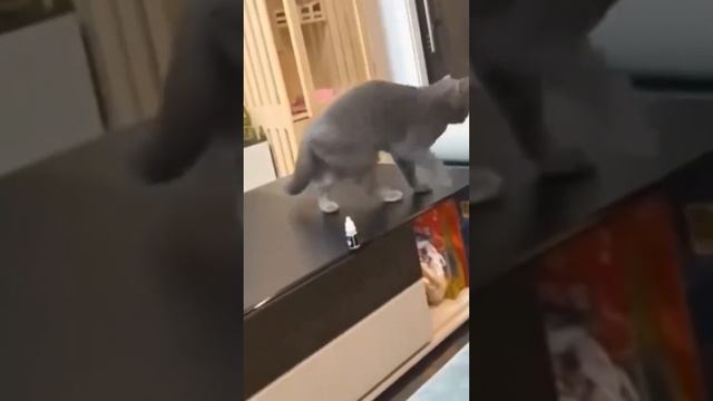 Самые смешные животные 2022 года. Подборка видео смешные кошки смотреть онлайн