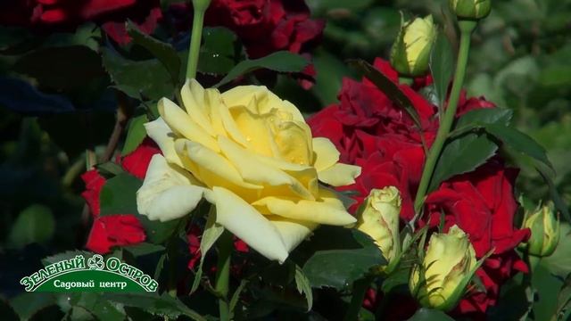 Зарисовка 56 1, розы смотреть онлайн