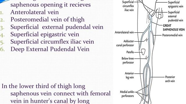 Venous drainage of lower limb MBBS смотреть онлайн