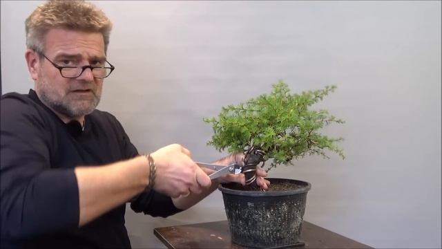 Bonsai 2023-15 - Lärche - Larix kaempferi - ein Jahr mit der Spaghetti-Lärche смотреть онлайн