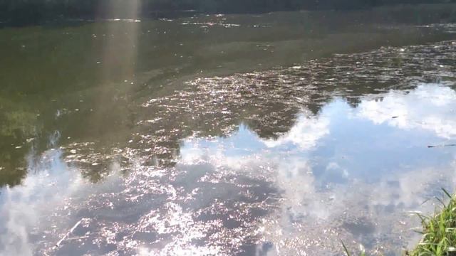 Массовая гибель рыбы в Виноградных прудах Москвы смотреть онлайн