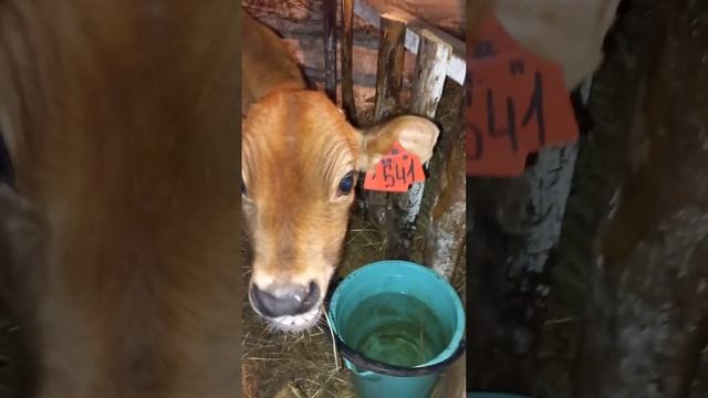 Послушный бычок джерси смотреть онлайн