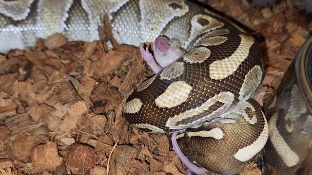 Python Squeezes Rat !!! - Warning Live Feeding смотреть онлайн