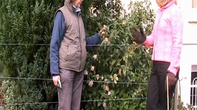 Viburnum tinus смотреть онлайн