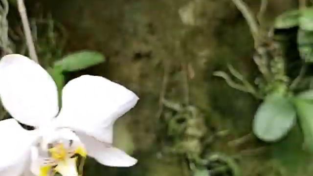 Phalaenopsis amabilis смотреть онлайн