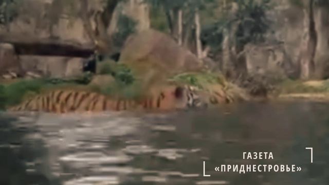 Немецкая мечта.