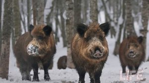 Уроки охоты на кабана зимой с вышки! Как охотиться на кабана с вышки?