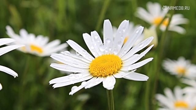 Значение имени Лилия: карма, характер и судьба смотреть онлайн