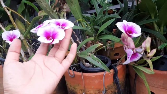 Review Anggrek Dendrobium Yaya Compactum смотреть онлайн
