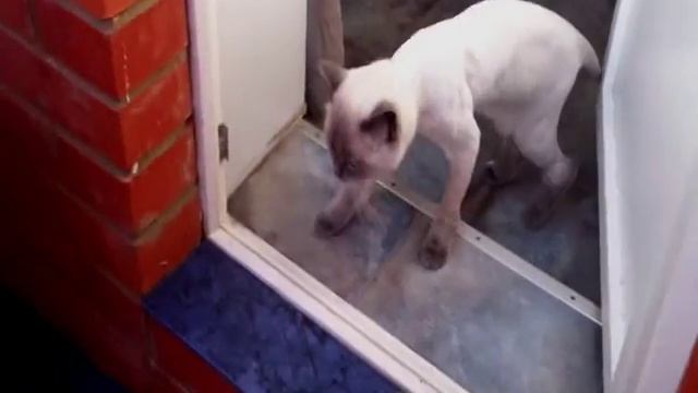 А вы видели пьяную кошку? смотреть онлайн