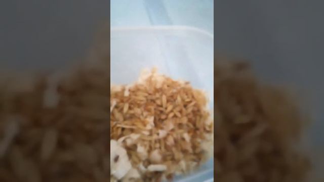 Как вырастить траву для хомячков и попугаев смотреть онлайн