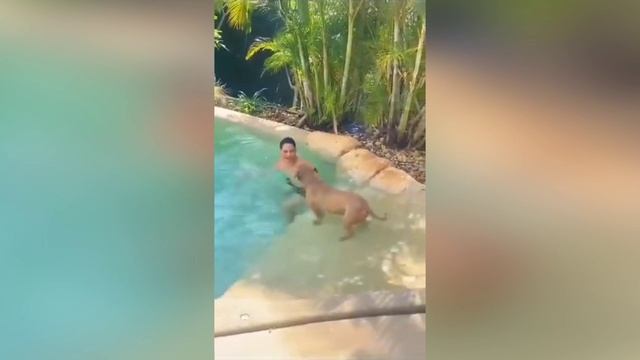 Реакция собак на хозяйское "гав" смотреть онлайн