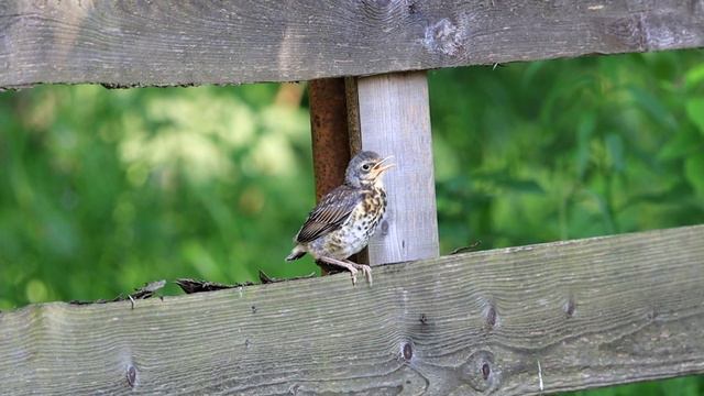 Дрозд Рябинник кормит птенца Turdus pilaris вид европейских дроздов смотреть онлайн