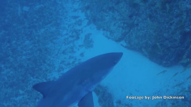 Great White Shark Spearfishing Trip смотреть онлайн