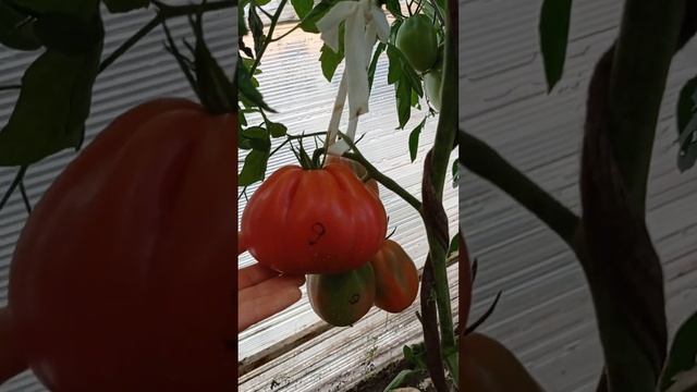 Томат семейный Грушевидный .Обзор сорта смотреть онлайн